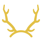 Ethically sourced shed  antlers only